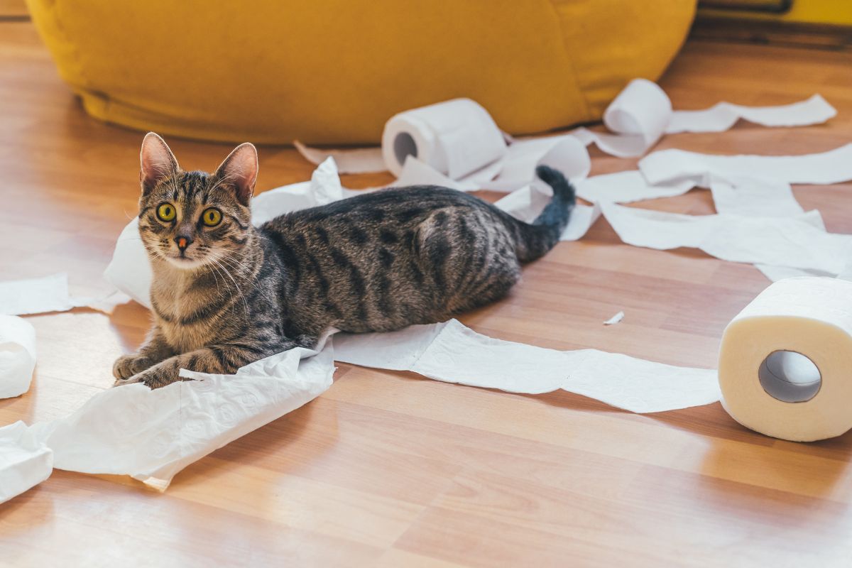 Best Toilet Paper to Buy on Amazon: Comfort, Value & Septic Safety